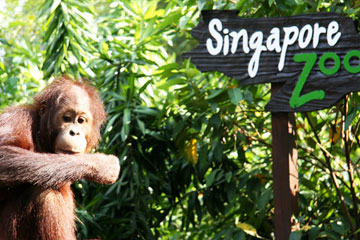 Singapore Sightseeing Tours